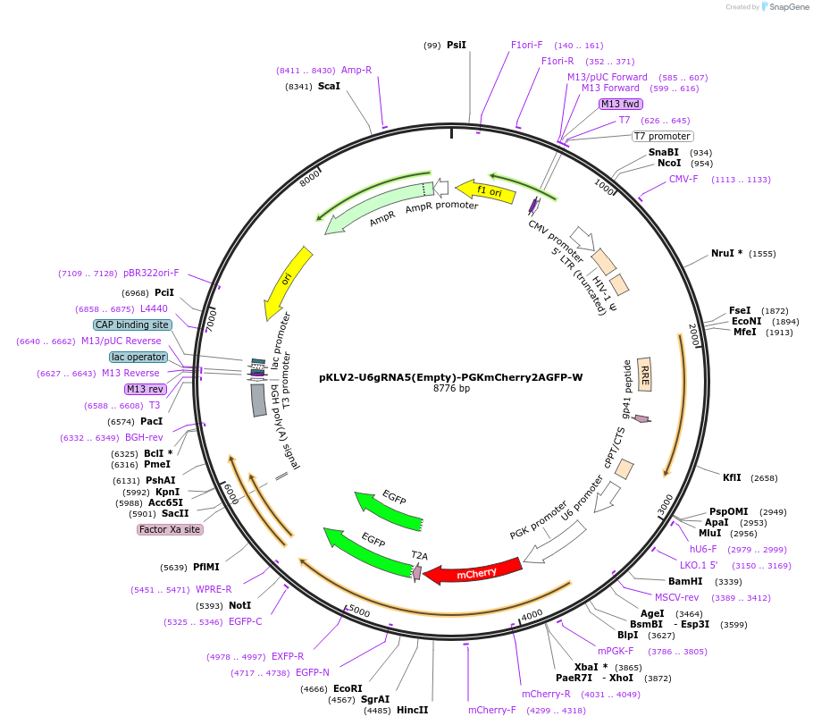 67981-plasmid-map-sequence-id-129401