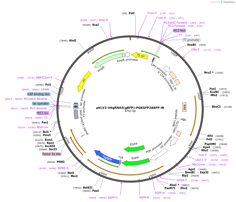 67984-plasmid-map-sequence-id-129402