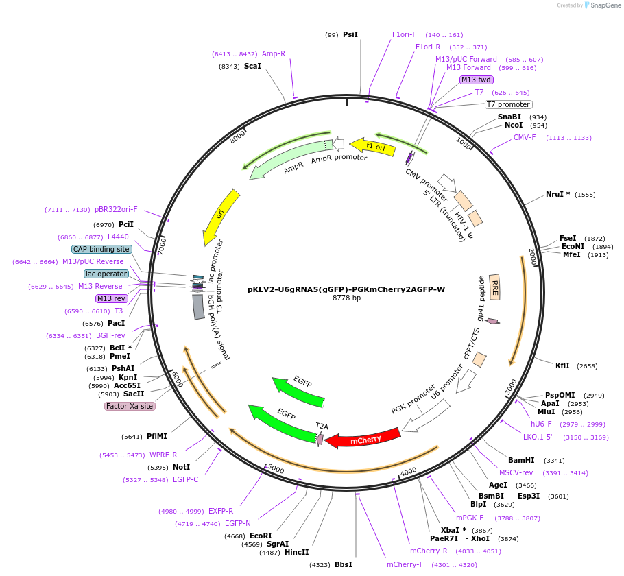 67982-plasmid-map-sequence-id-129405