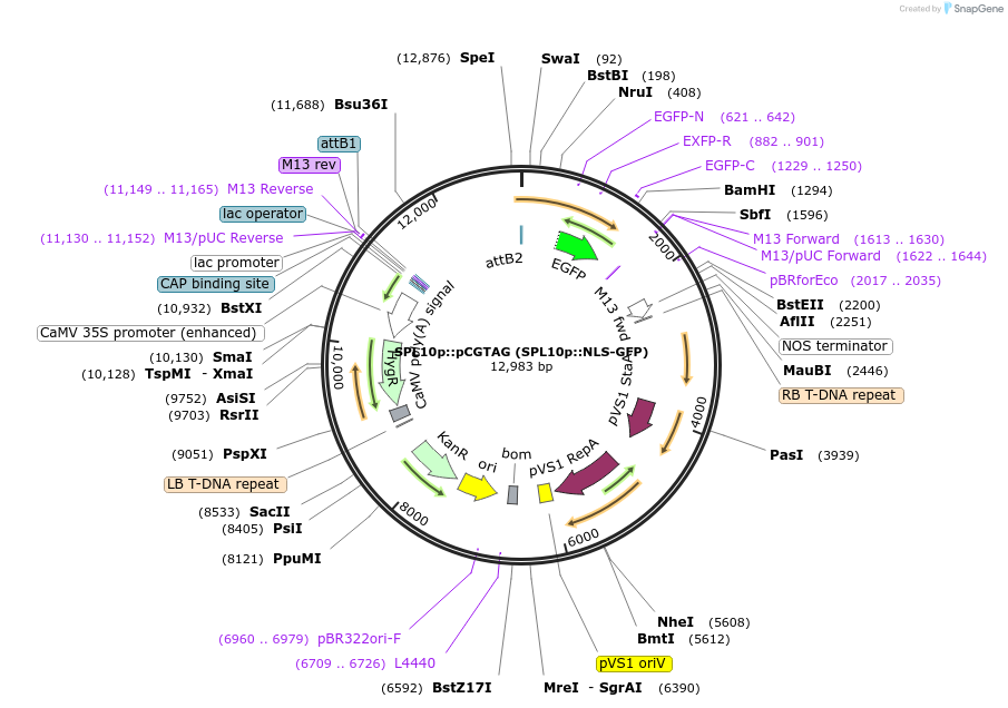 27410-plasmid-map-sequence-id-12942