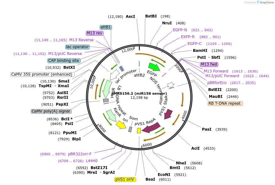 27412-plasmid-map-sequence-id-12944