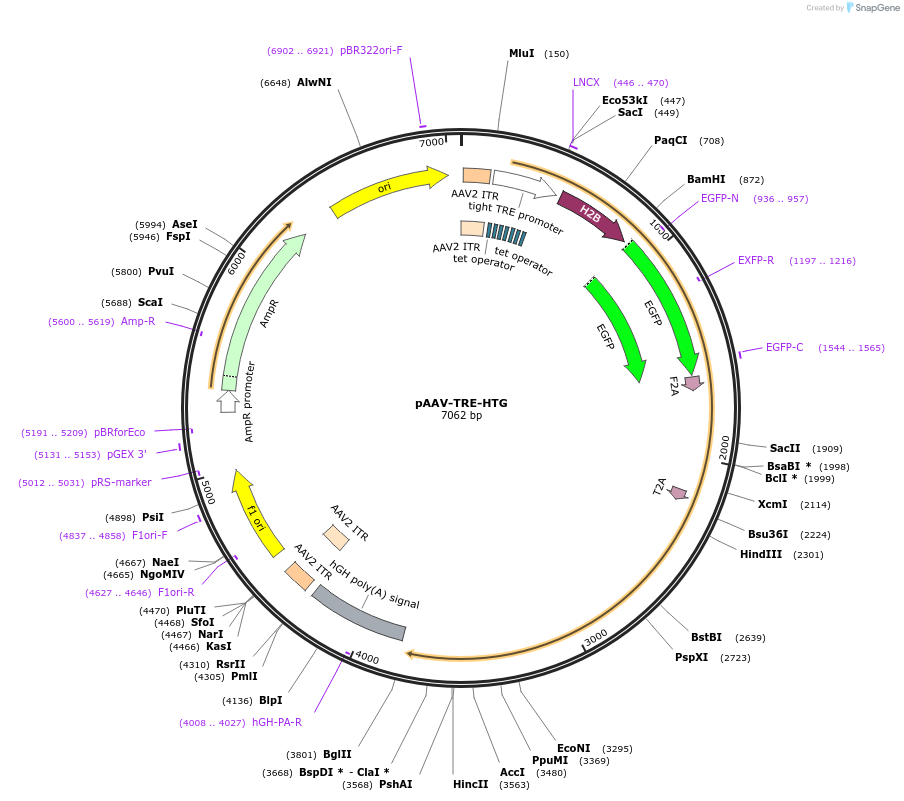 27437-plasmid-map-sequence-id-12947