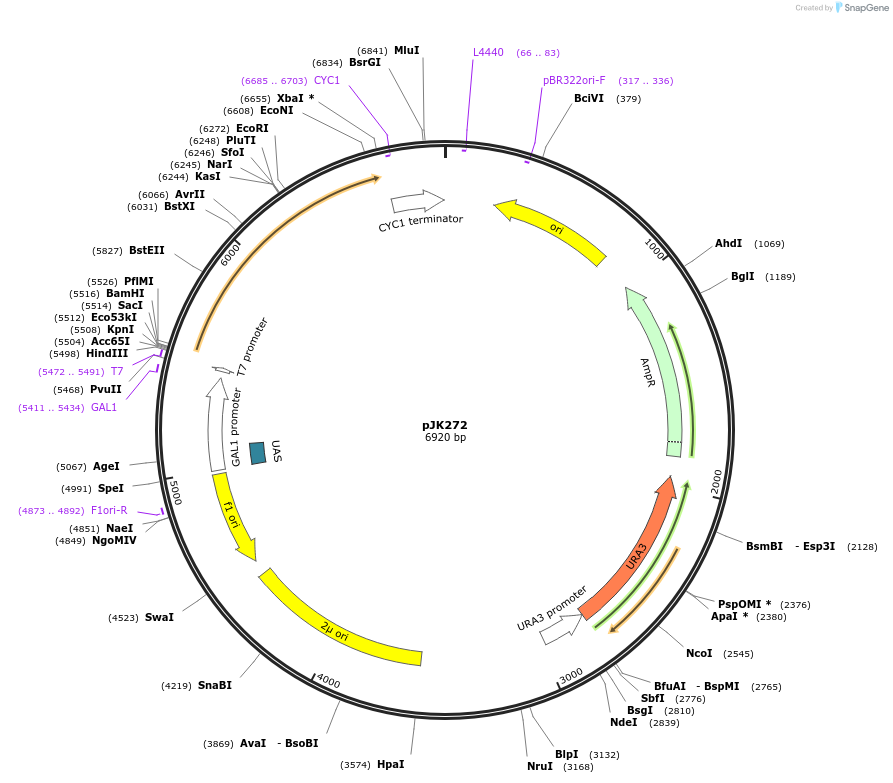 71562-plasmid-map-sequence-id-129494