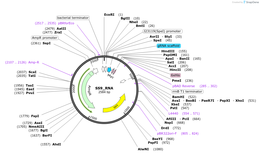 71656-plasmid-map-sequence-id-129502