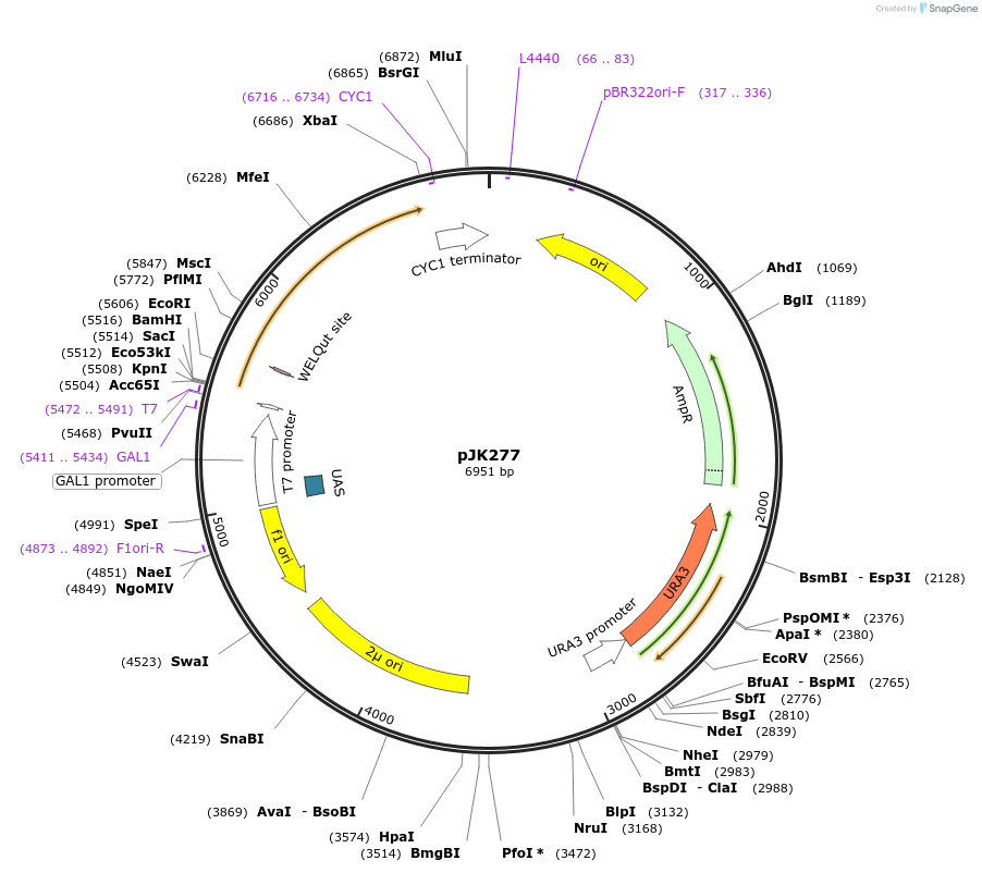 71565-plasmid-map-sequence-id-129503
