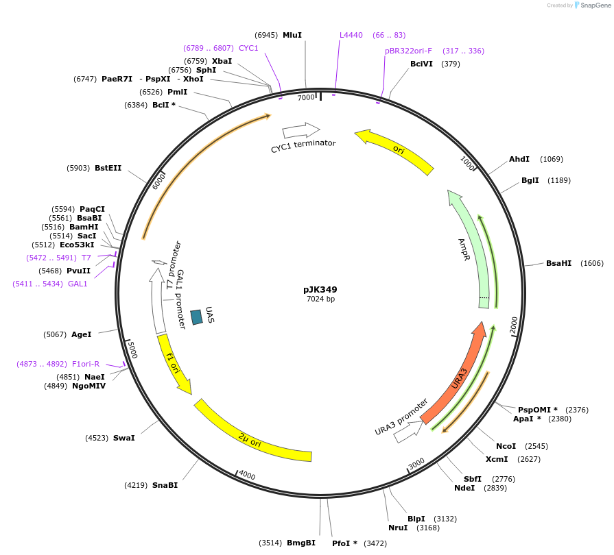 71566-plasmid-map-sequence-id-129504