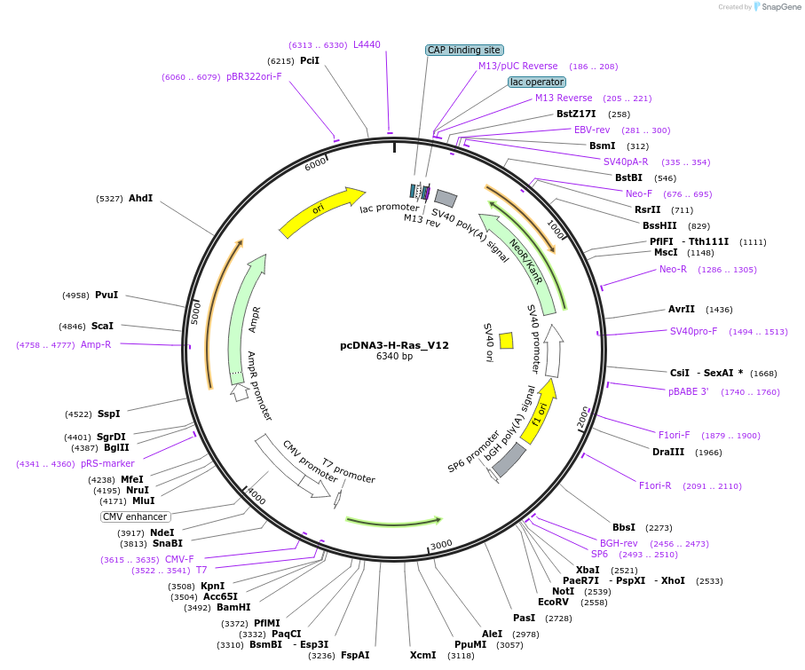 39504-plasmid-map-sequence-id-129510