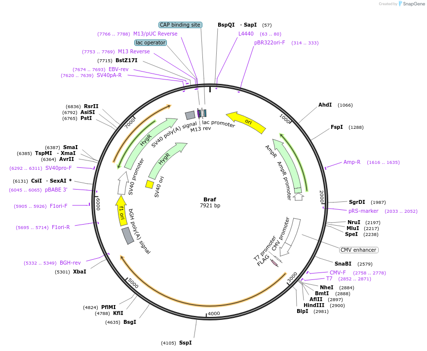 40775-plasmid-map-sequence-id-129521