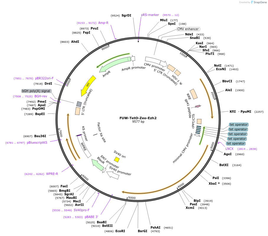 40794-plasmid-map-sequence-id-129523