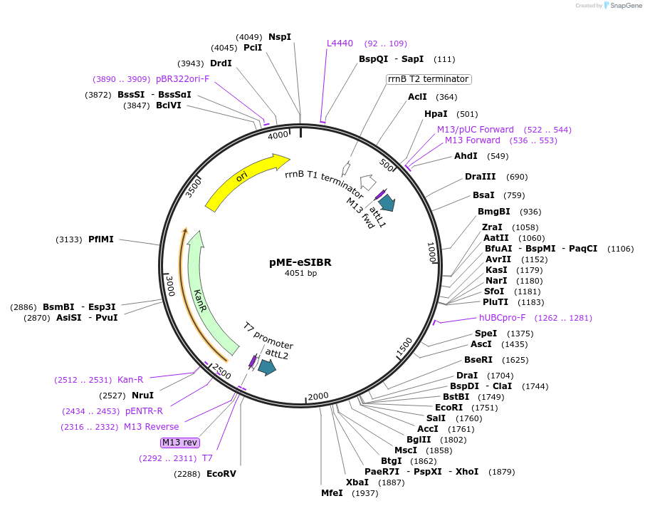 71665-plasmid-map-sequence-id-129524