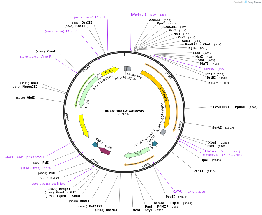 71508-plasmid-map-sequence-id-129526