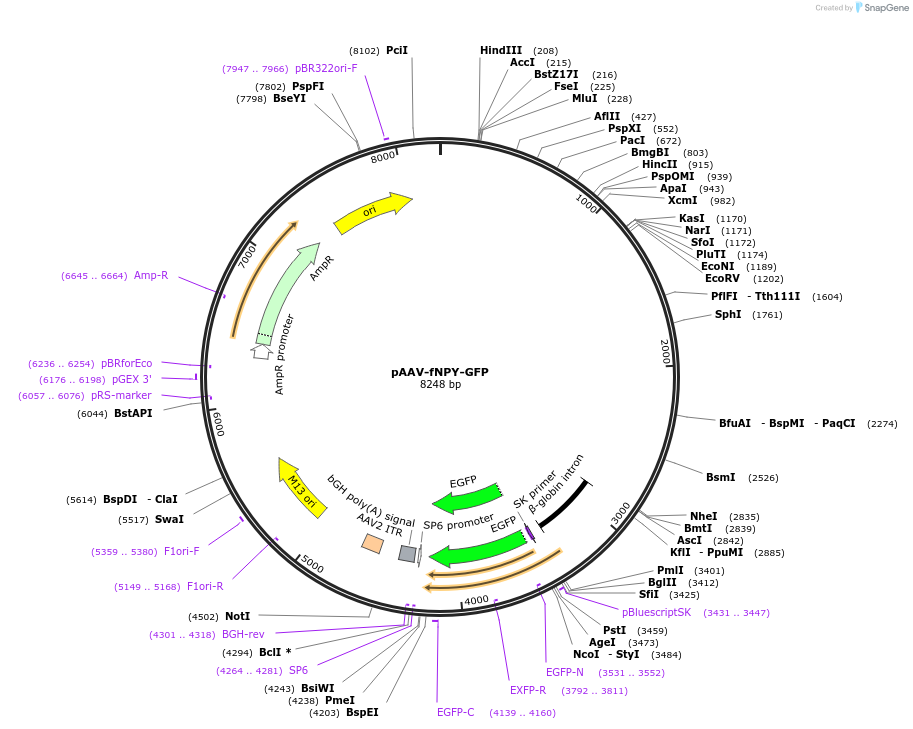 22912-plasmid-map-sequence-id-129543