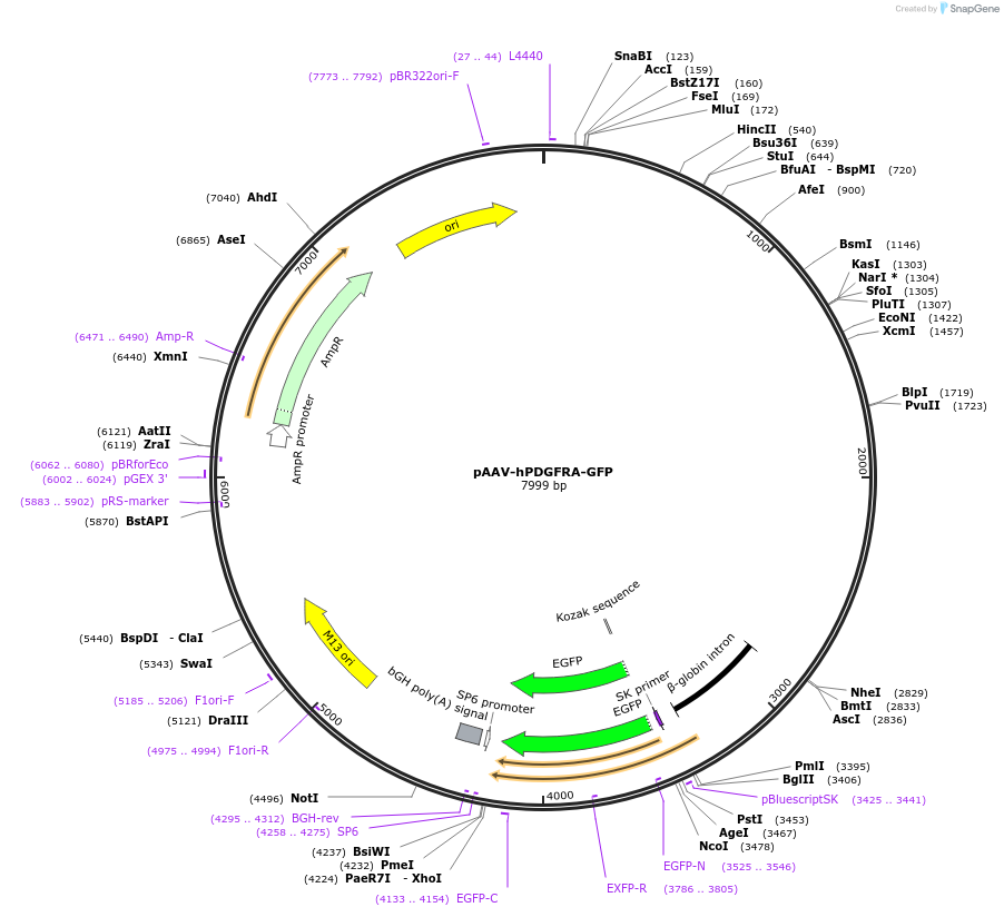 22919-plasmid-map-sequence-id-129545