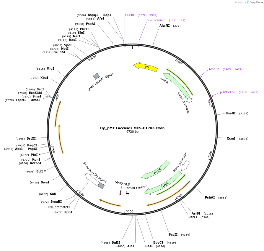 69888-plasmid-map-sequence-id-129556