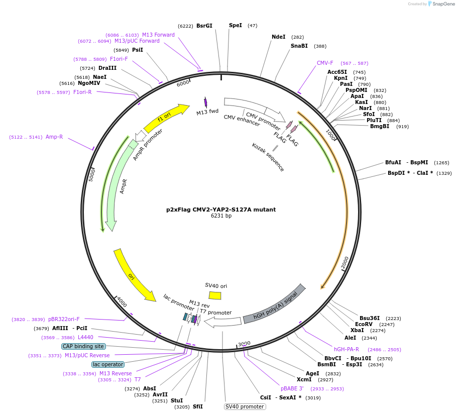 19050-plasmid-map-sequence-id-129558