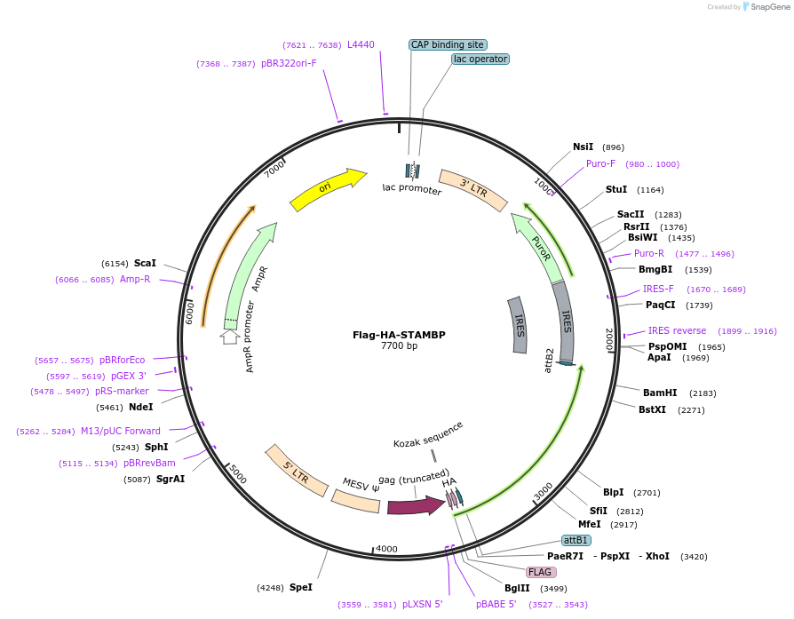 22560-plasmid-map-sequence-id-129563