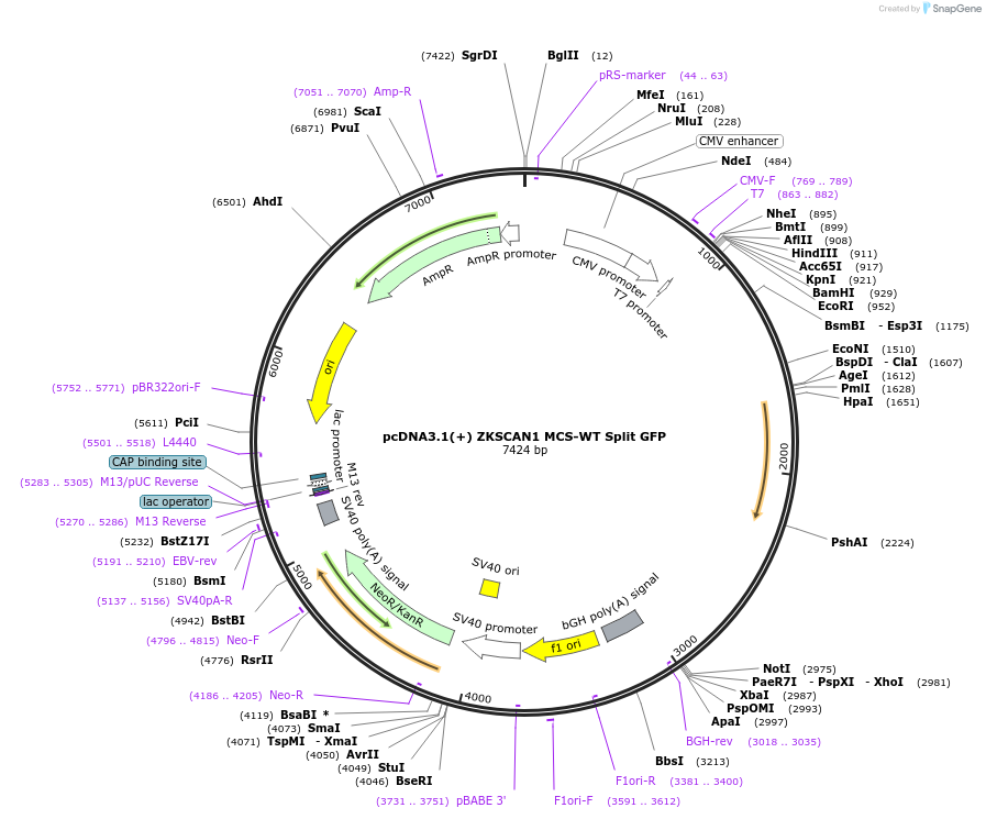 69908-plasmid-map-sequence-id-129564