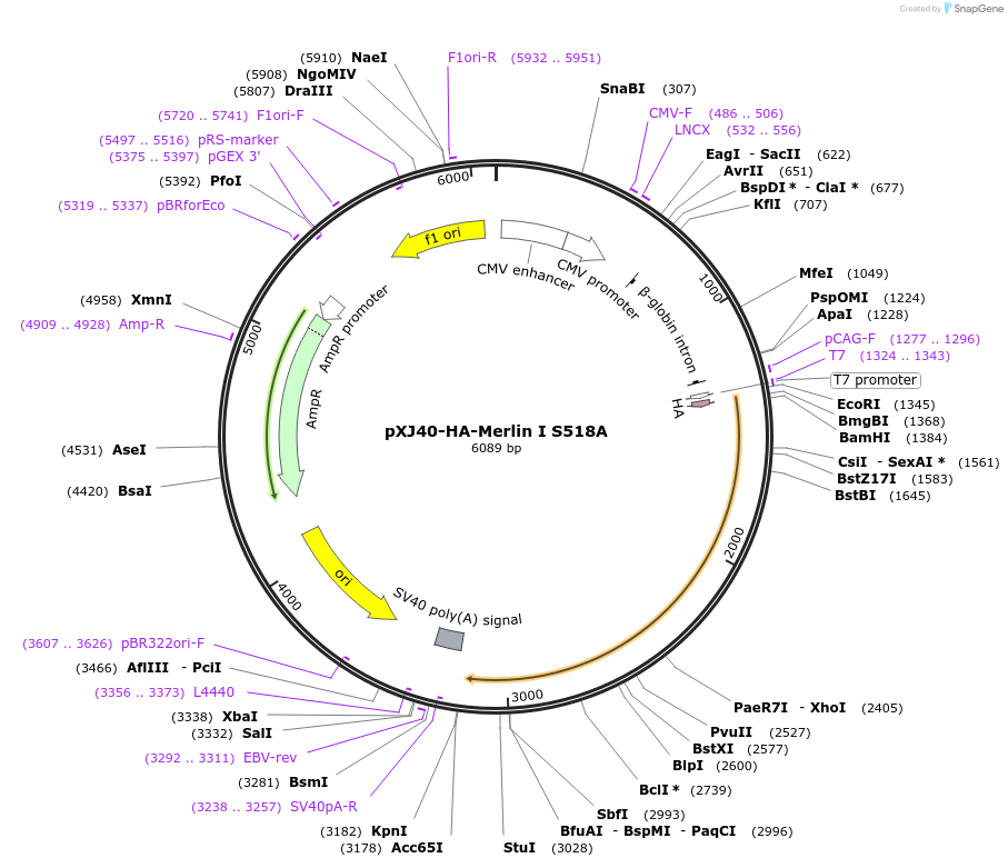 19700-plasmid-map-sequence-id-129565