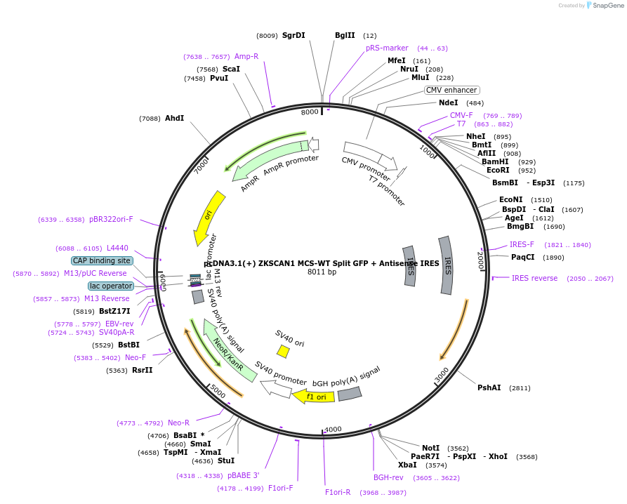 69910-plasmid-map-sequence-id-129567