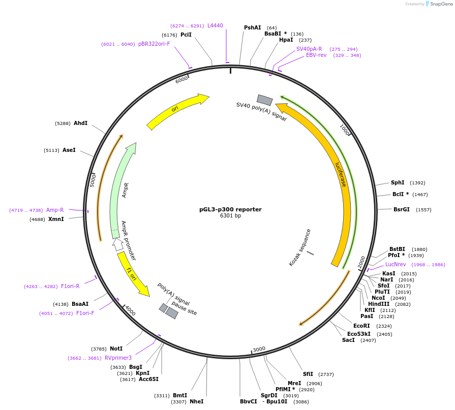 11726-plasmid-map-sequence-id-129568