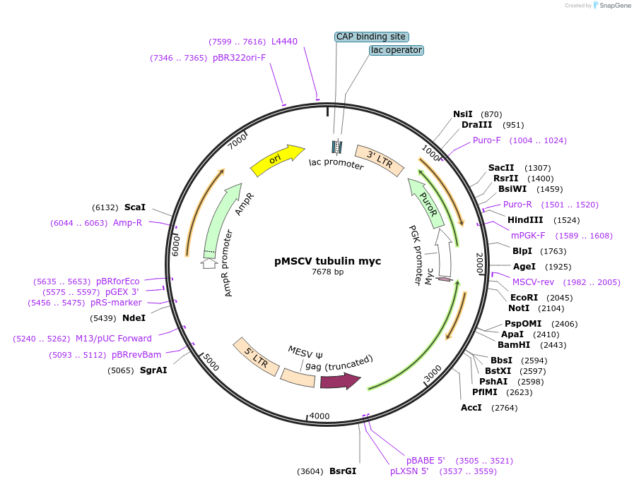 12581-plasmid-map-sequence-id-129576