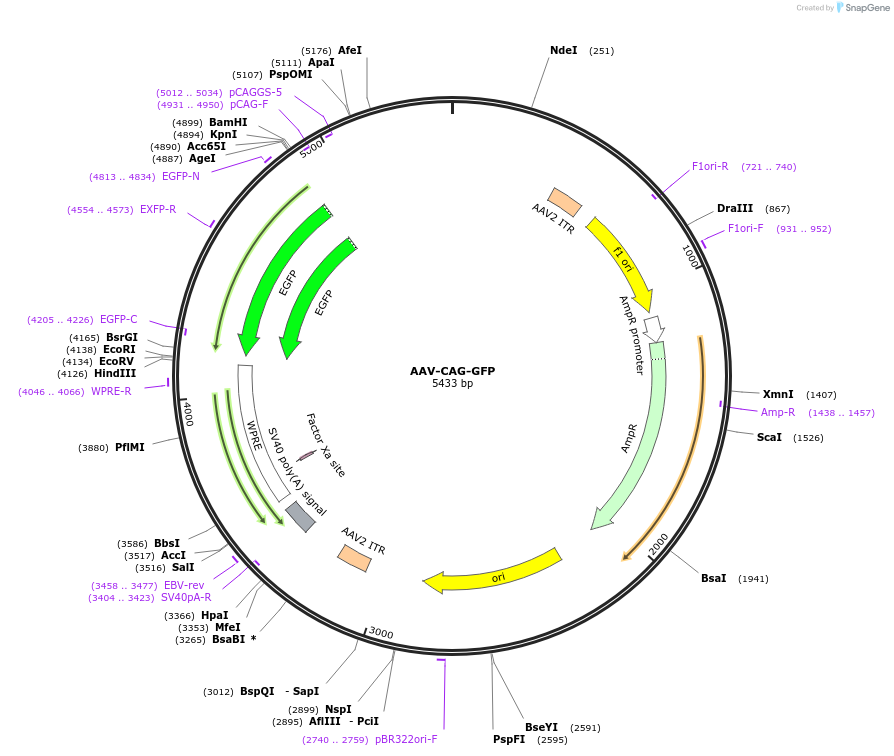 28014-plasmid-map-sequence-id-129577