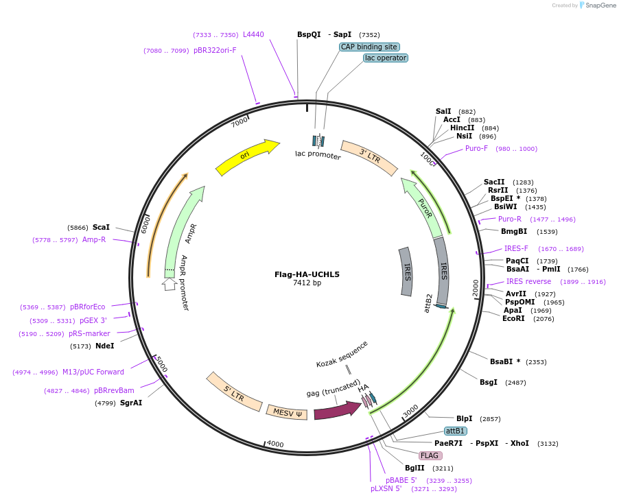 22565-plasmid-map-sequence-id-129580