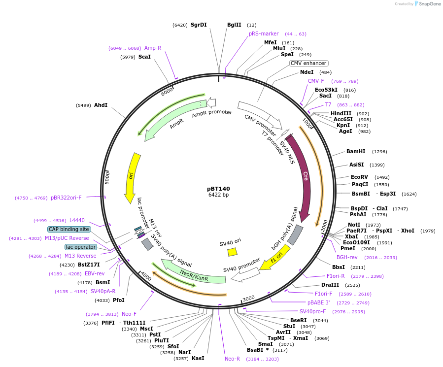 27493-plasmid-map-sequence-id-12960