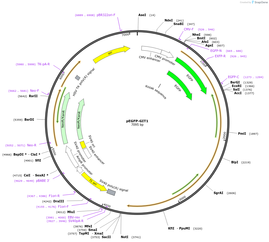 15226-plasmid-map-sequence-id-129625