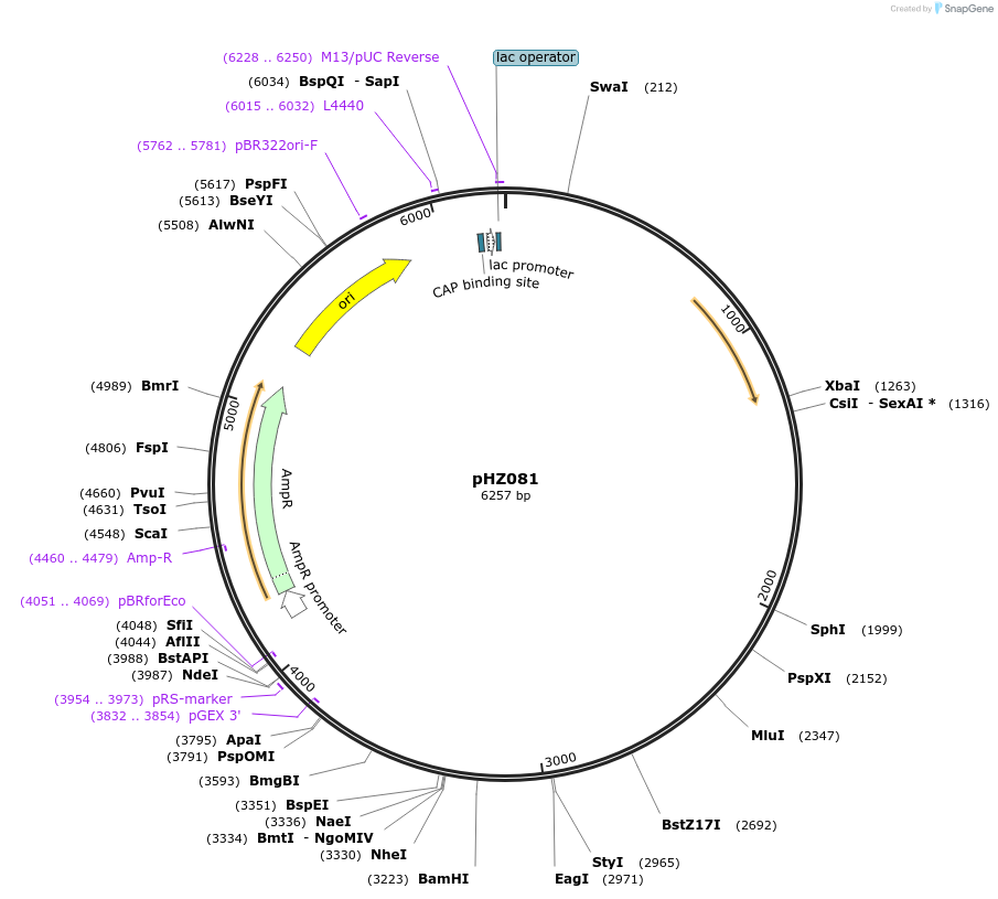 27506-plasmid-map-sequence-id-12964