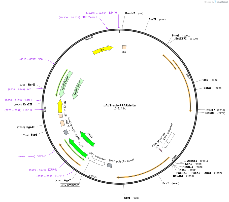 16529-plasmid-map-sequence-id-129644