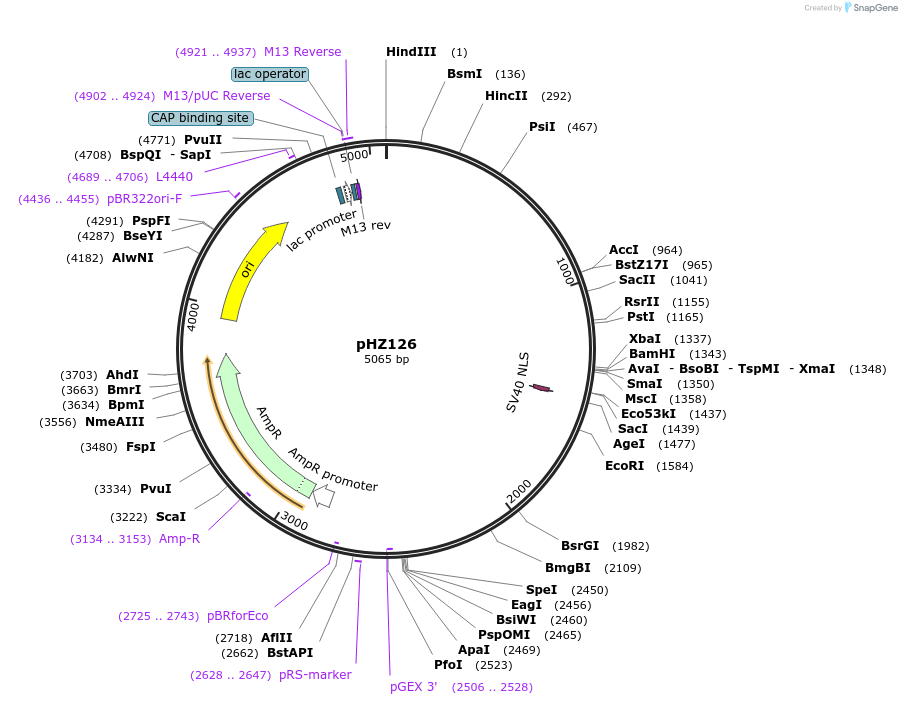 27507-plasmid-map-sequence-id-12965