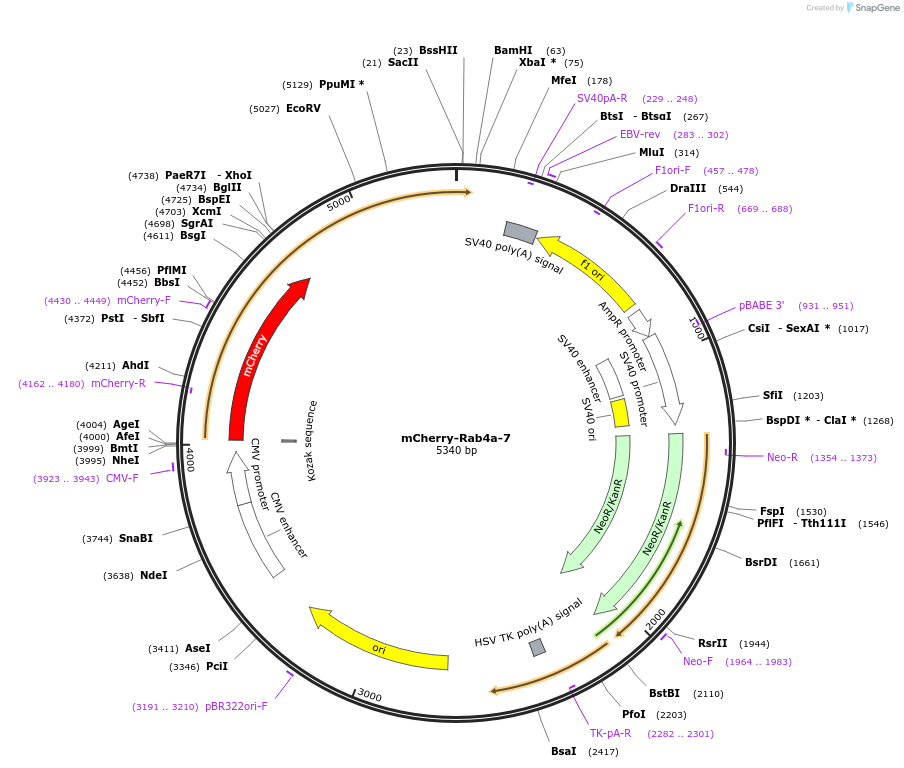 55125-plasmid-map-sequence-id-129652