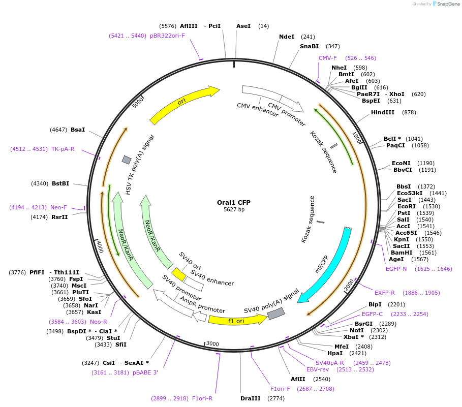19757-plasmid-map-sequence-id-129653