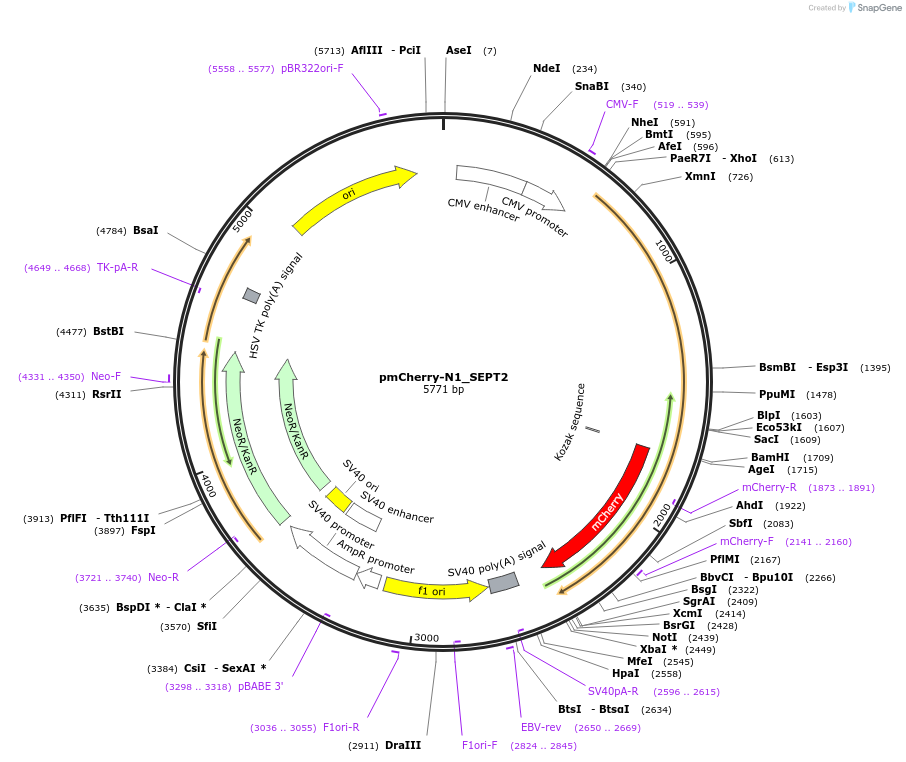 71549-plasmid-map-sequence-id-129659