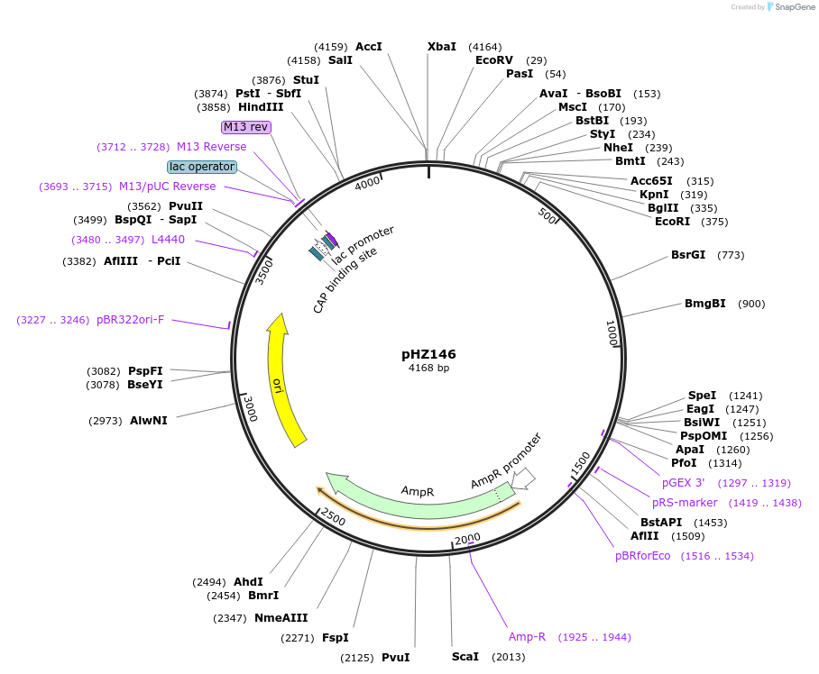 27508-plasmid-map-sequence-id-12966