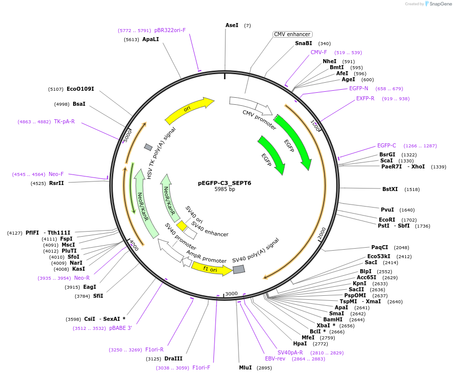 71583-plasmid-map-sequence-id-129660