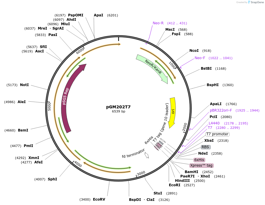 69993-plasmid-map-sequence-id-129665