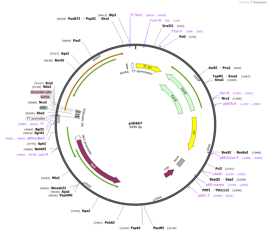 71690-plasmid-map-sequence-id-129666