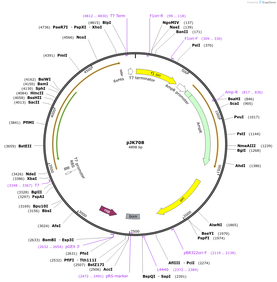 71692-plasmid-map-sequence-id-129670