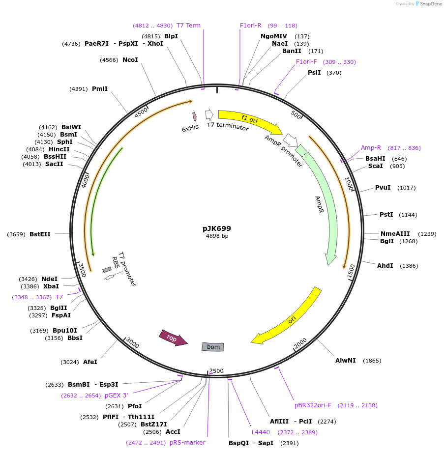 71691-plasmid-map-sequence-id-129671