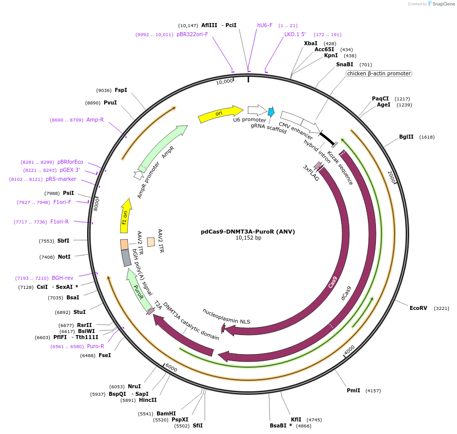 71684-plasmid-map-sequence-id-129672