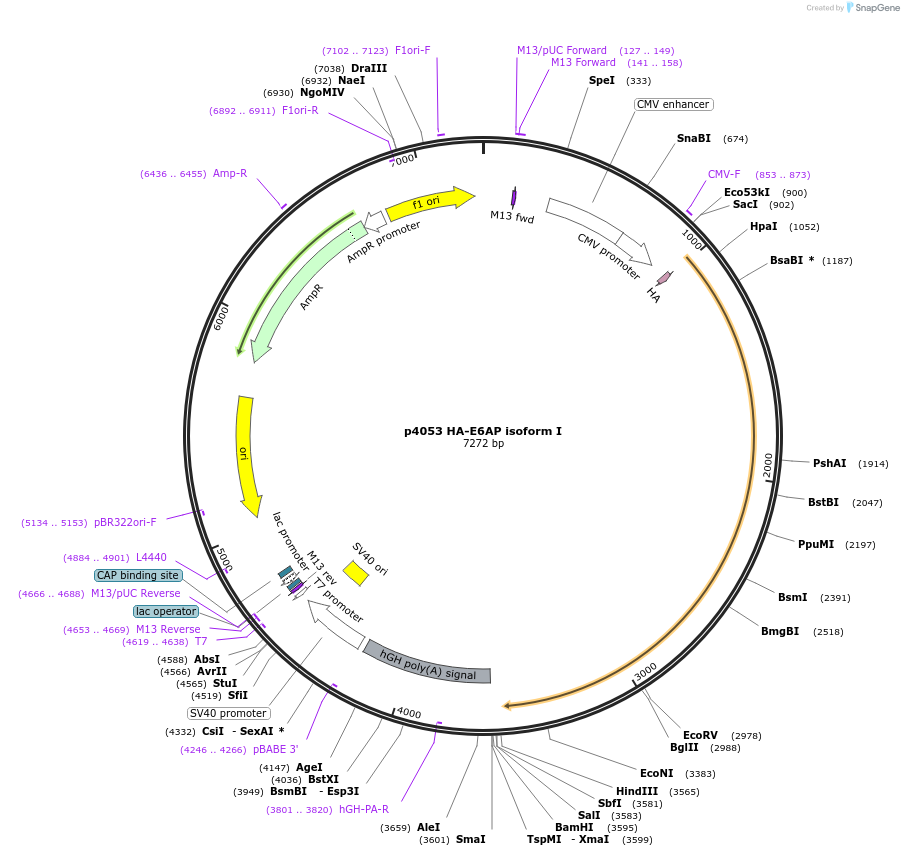 8657-plasmid-map-sequence-id-129683