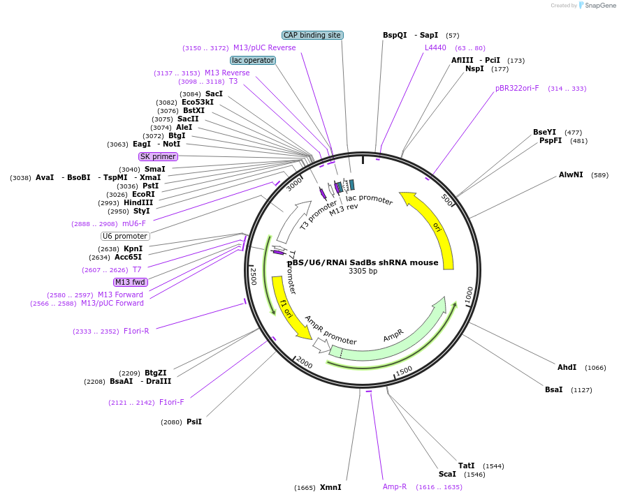 67152-plasmid-map-sequence-id-129692