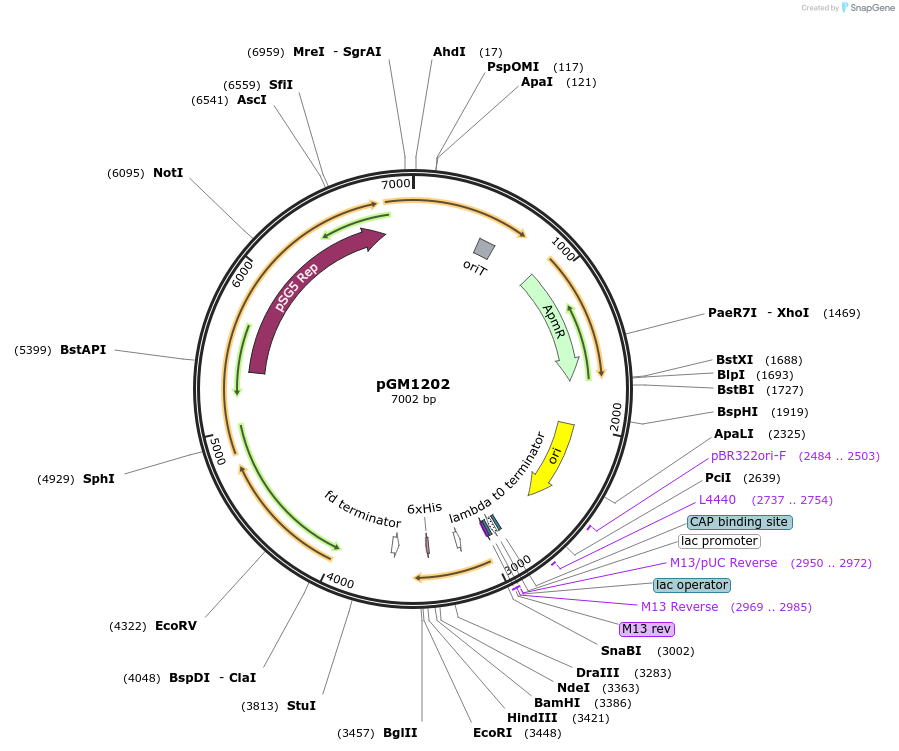 69615-plasmid-map-sequence-id-129702