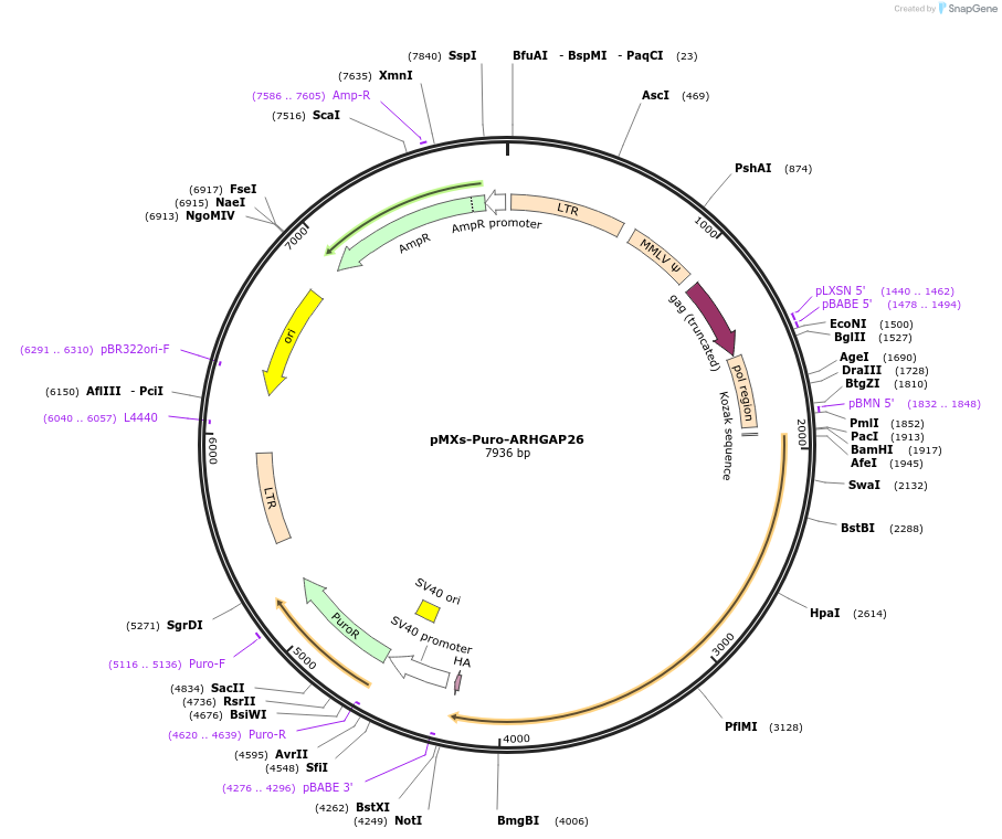 69467-plasmid-map-sequence-id-129705