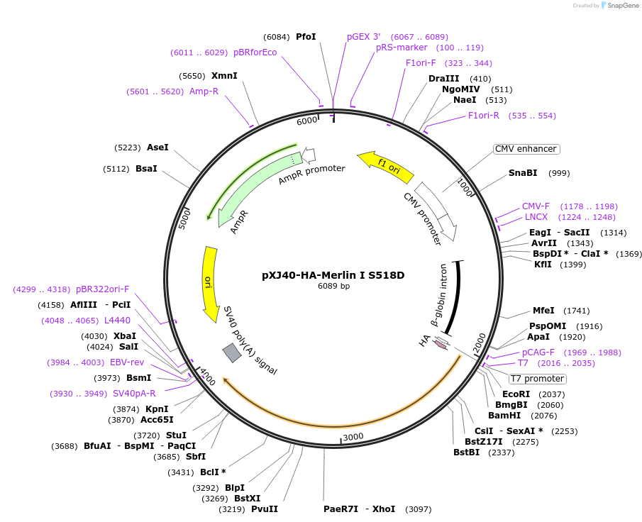 19701-plasmid-map-sequence-id-129725