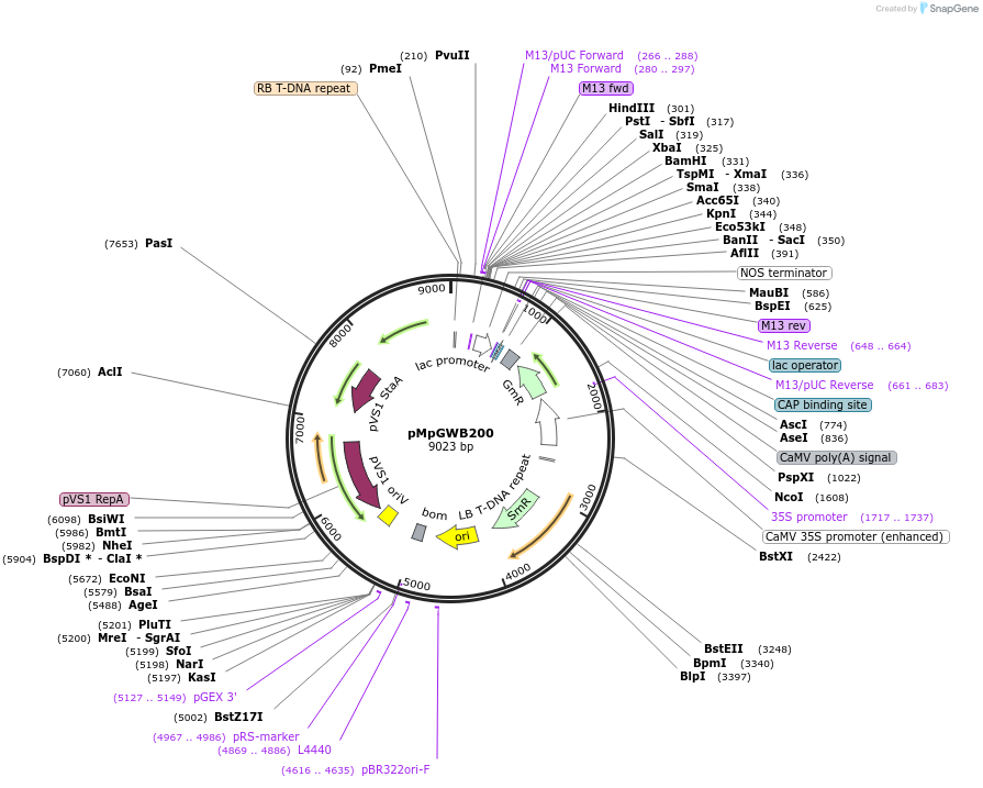 68591-plasmid-map-sequence-id-129727