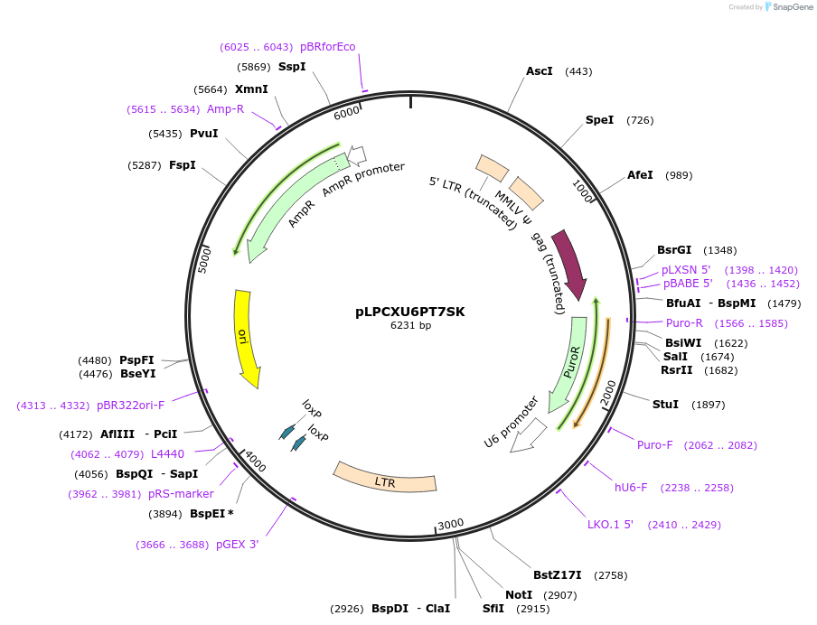 27549-plasmid-map-sequence-id-12973