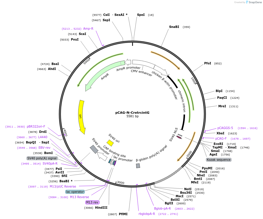 69572-plasmid-map-sequence-id-129733